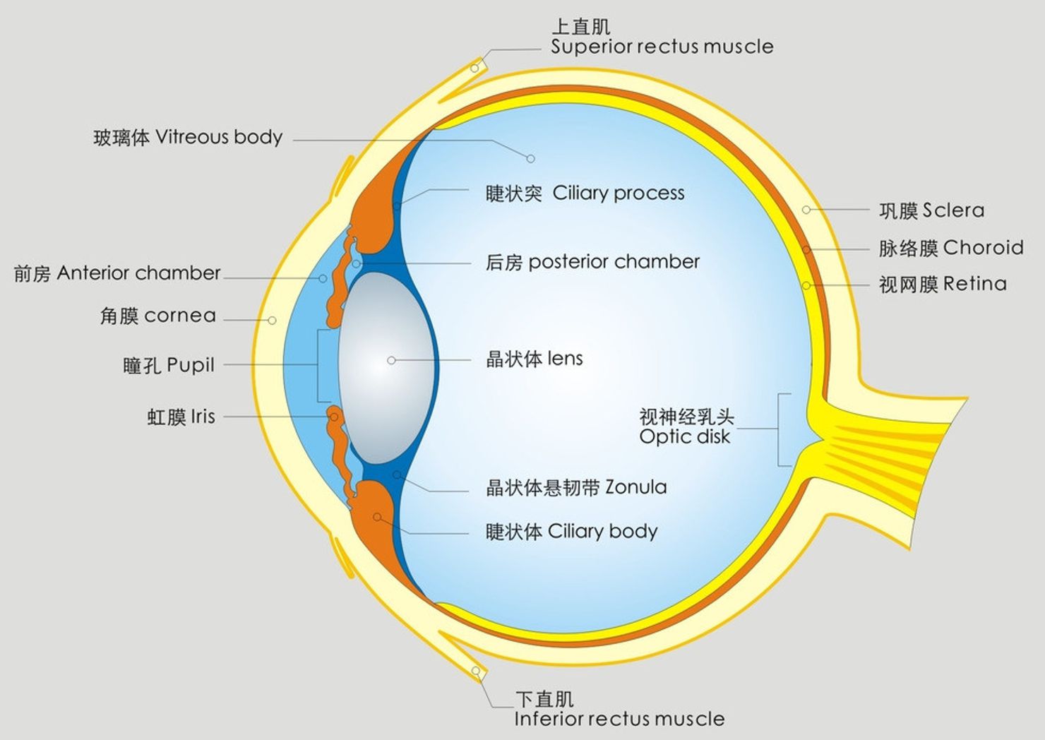 【眼睛结构】眼球与视网膜